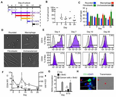 Transdifferentiation of Human Circulating Monocytes Into Neuronal-Like Cells in 20 Days and Without Reprograming